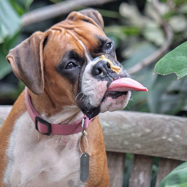 Lily-the-Boxer-PB-640x640.jpg