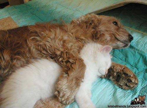 Mysterious%20Ways%20Cat%20and%20Dog.jpg