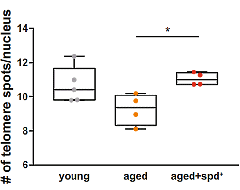 Spermidine keeps the heart young | Animal study