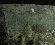 mouse_01.gif