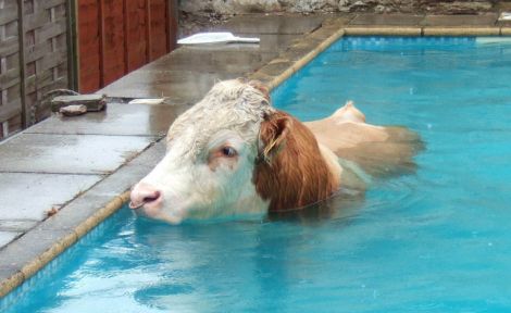 cow-in-a-swimming-pool.jpg