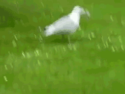 tumblr_m86lg46PRm1qfjjglo2_r2_250.gif