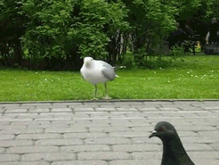 tumblr_m86lg46PRm1qfjjglo1_250.gif