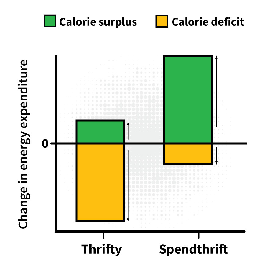 thrifty-spendthrift-slow-metabolism
