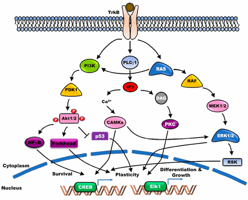 trkb-bdnf.gif