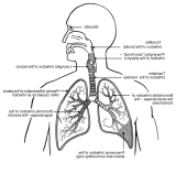 respiratorytractsystem.gif