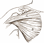 pectoralis2.gif