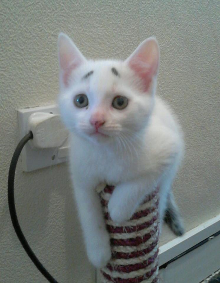 Gary-on-Scratchpost.jpg