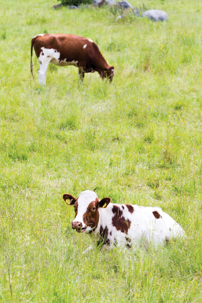 IM0116_GoPro_cow_01