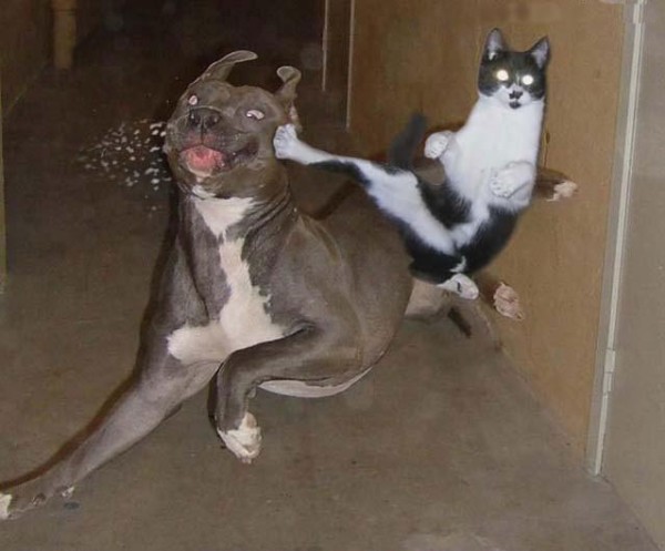 kittykick.jpg