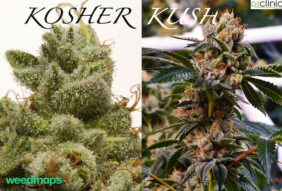 KOSHER%20KUSH%20MAIN%20DOPE%20USE.jpg