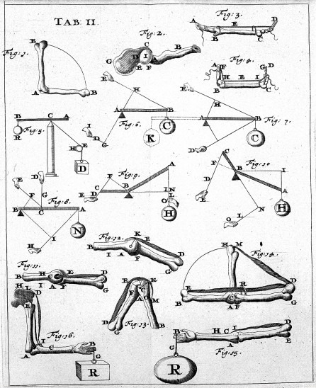 Giovanni_Borelli_-_lim_joints_(De_Motu_Animalium)