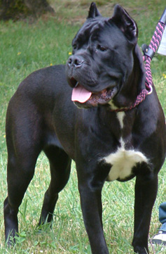 Cane%20Corso.jpg
