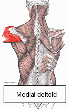 Training shoulders with elastic band just as effective as using weights