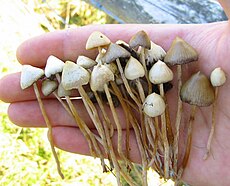 230px-Psilocybe_semilanceata.jpg