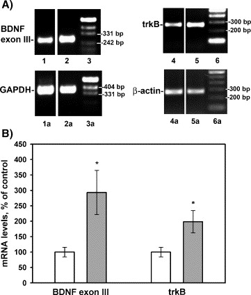 Semax, an analog of ACTH(4–10) with cognitive effects, regulates ... Semax, an analog of ACTH(4–10) with cognitive effects, regulates ...