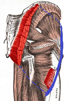 gluteus maximus gluteus maximus