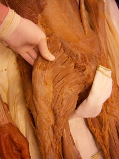 gluteus maximus3 gluteus maximus3