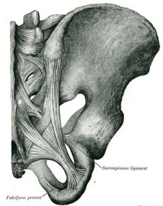 sacrotuberous ligament sacrotuberous ligament