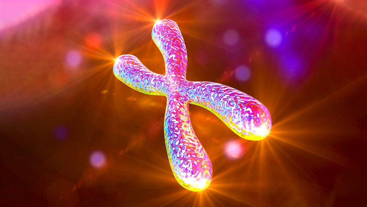 Telomere Shortening Telomere Shortening