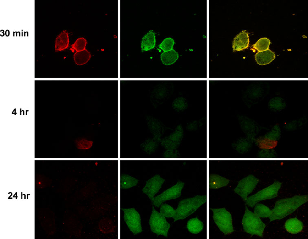 Fig. 4 Confocal microscopy results for MCF-10-2A cells treated with double-Xuorescentlabeled PNC-27 as described in the legend to Fig. 3. As in Fig. 3, the time frames proceed from top to bottom, the 30-min time frame occurring at the top of the Wgure and the 48 time frame at the bottom, as labeled on the left of the Wgure. For each time frame, red, green and combined (yellow) Xuorescence is shown from left to right, respectively Fig. 4 Confocal microscopy results for MCF-10-2A cells treated with double-Xuorescentlabeled PNC-27 as described in the legend to Fig. 3. As in Fig. 3, the time frames proceed from top to bottom, the 30-min time frame occurring at the top of the Wgure and the 48 time frame at the bottom, as labeled on the left of the Wgure. For each time frame, red, green and combined (yellow) Xuorescence is shown from left to right, respectively