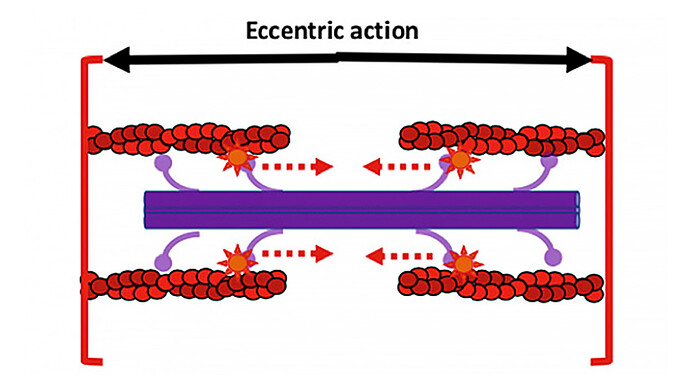 Eccentric Action Eccentric Action