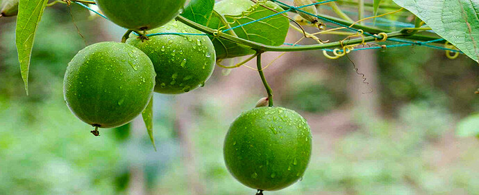 Monk-Fruit Monk-Fruit