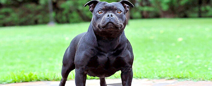 Muscle-Dog Muscle-Dog
