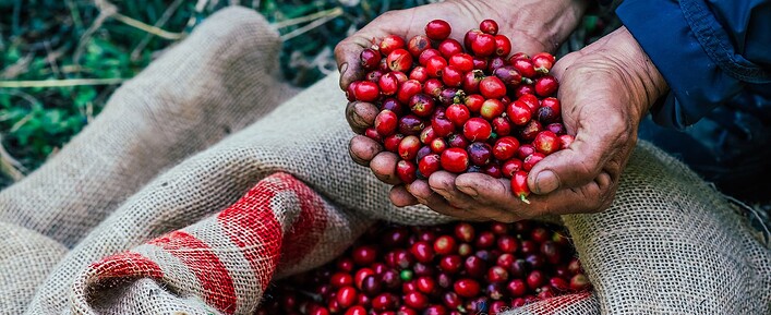 Coffee Berries Benefits Coffee Berries Benefits
