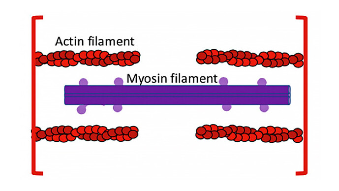 Actin Filament Actin Filament