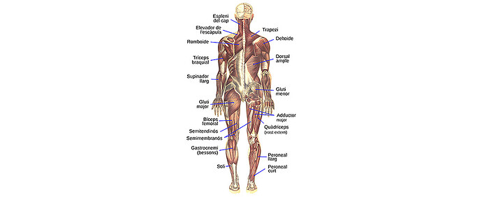 Anatomy Anatomy