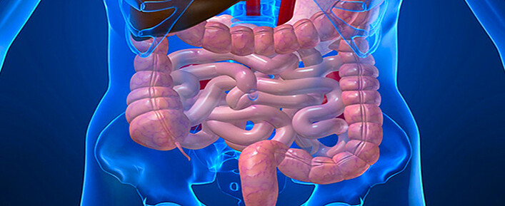 digestive-system digestive-system