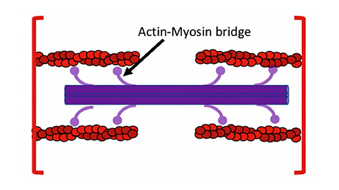 Actin Myosin Bridge Actin Myosin Bridge