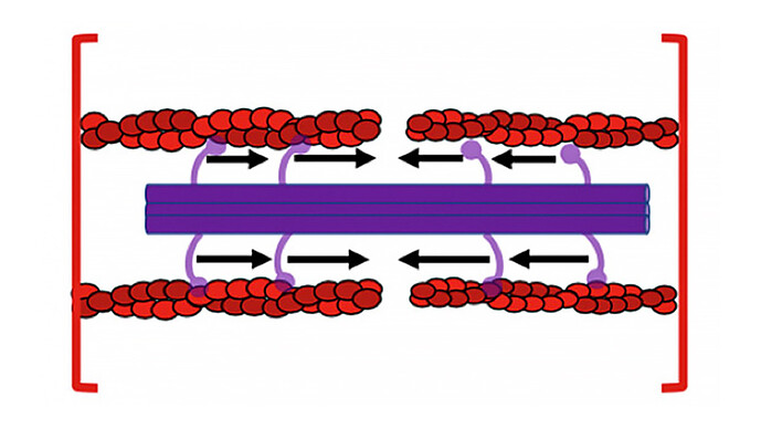 Shortening the Muscle Shortening the Muscle