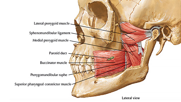 Jaw Muscles Jaw Muscles