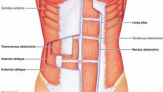 Core Anatomy Core Anatomy