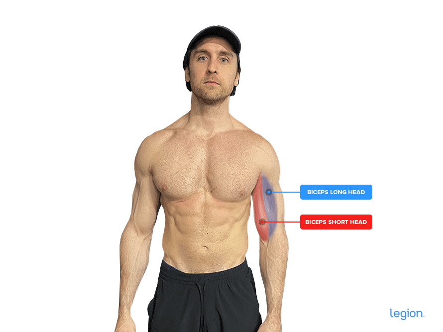 Alternating Dumbbell Curl Muscles Worked Alternating Dumbbell Curl Muscles Worked