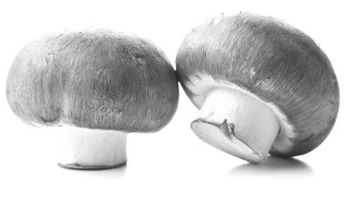 2-edible-mushrooms-pic.jpg