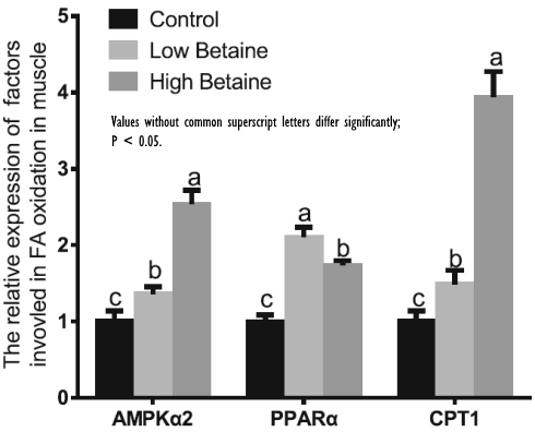 betaine-fat-metabolism-3.gif