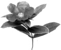 cistus-incanus-flower.jpg