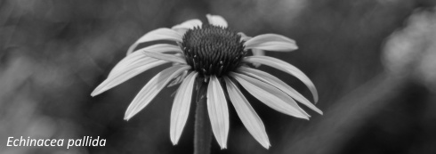 echinacea-pallida.jpg