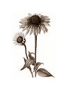 echinacea2.jpg