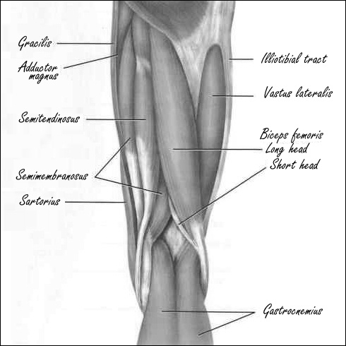 hamstrings.jpg