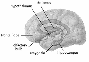 hippocampus.gif