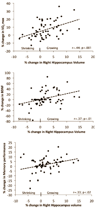 hippocampus2.gif