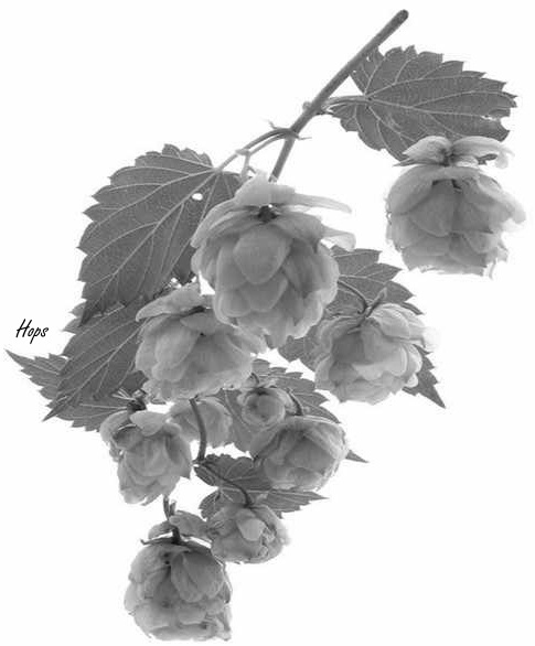 hops.jpg