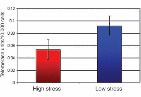 Stress reduces life expectancy at molecular level Stress reduces life expectancy at molecular level