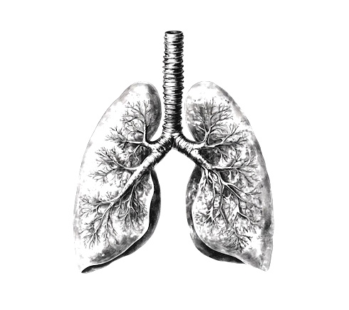 lungs-pic.jpg