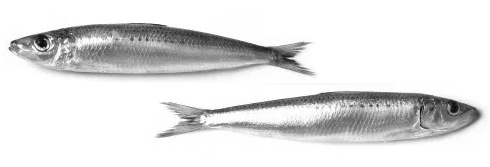 sardines.jpg