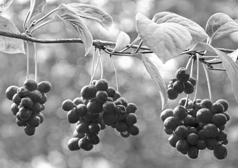 schisandra-chinsensis-berries.jpg